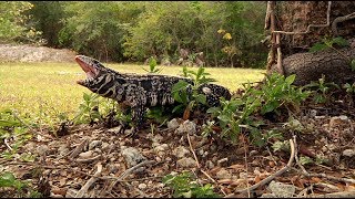 Tegu Attacks Dog 01 [upl. by Nosneh245]