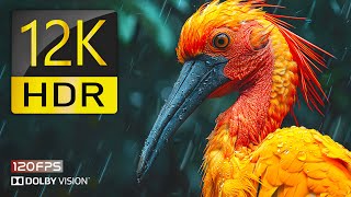 12K HDR 120FPS Video  Colorful Dolby Vision  Dolby Atmos [upl. by Diraf]