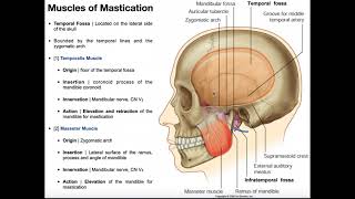 Muscles of Mastication Part 1  Origins Insertions Etc [upl. by Ahsinyd944]