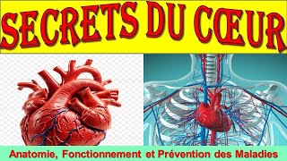 Lanatomie du Coeur Tout comprendre sur le fonctionnement du Coeur [upl. by Eirrotal468]