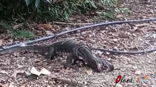 Battle monitor lizard VS python [upl. by Truda]