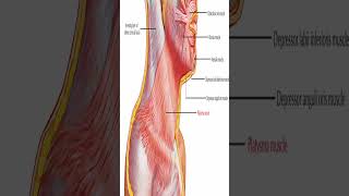 Anatomy Platysma Muscle shorts [upl. by Ativak]