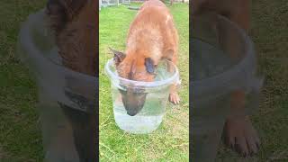 Belgian malinois dive training smartdogs [upl. by Arratal]