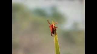 Questing adult tick Flash [upl. by Correna]