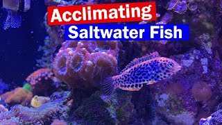 How To Acclimate Saltwater Fish to a new tank  My New Leopard Wrasse [upl. by Daveen]