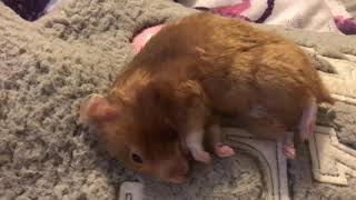 Syrian Golden Hamster hypothermia or hibernation then seizures and sadly passing Educational only [upl. by Greenstein275]