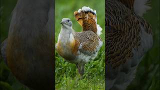 Great Bustard [upl. by Airalav754]