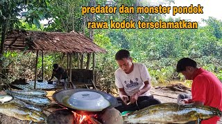 MEMANG TEPAT TEMPAT PONDOK INI  BANYAK IKAN NYA POIN LEMBAT SUPER DAN PREDATOR RAWA [upl. by Acissev202]