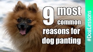 The 9 most common reasons for dog panting  Panting Dogs Part 2 💡 Dog Lessons [upl. by Penney]