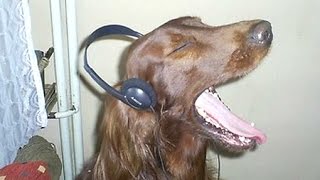 Funny Dogs Howling To Music Compilation  NEW [upl. by Shore984]