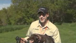 Pheasant Forever TV  Ep01 Training Young Dogs [upl. by Sutsuj900]