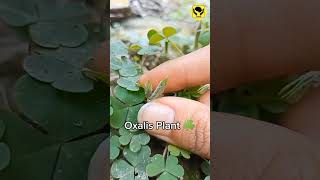 Oxalis Plant Ballistic Dispersal Mechanism amazingfacts [upl. by Novy42]