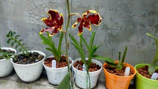 Anggrek koleksi Oncidium hybrid dan Rossioglossum rawdon jester [upl. by Elimay]