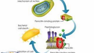 Penicllin mechanism of action [upl. by Dollar349]