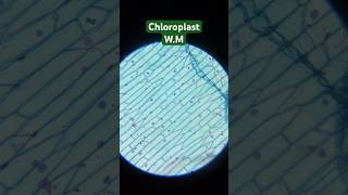 Chloroplast WM Under Microscopeshorts [upl. by Dwain]