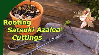 Propagating Satsuki azalea bonsai 2 year timelaspe of Rhododendron indicum [upl. by Dace]