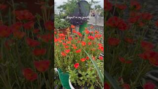 Ep16Start a monson garden with meAugustGarden ytshortsindia gardenseries getmyharvest monsoon [upl. by Lenore]