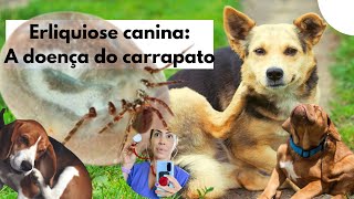 Erliquiose canina a doença do carrapato [upl. by Ramar]