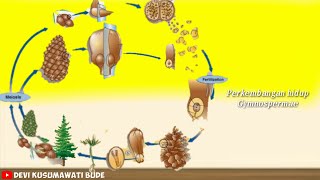 Materi IPA Kelas 9  Sistem Reproduksi Tumbuhan Gymnospermae Tumbuhan Berbiji Terbuka [upl. by Younger209]