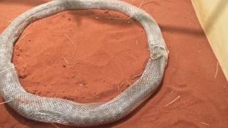 Snake shedding skin rare [upl. by Madella]