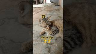 kucing cat funny lucu ngakak komedi [upl. by Peder50]