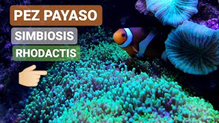 PEZ PAYASO SIMBIOSIS con RHODACTIS y DISCOSOMAS ACUARIO MARINO [upl. by Ambert137]