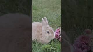 nature  rabbit  animal  forest  beautiful scenery  relaxing clip  PT 14  EP 5  🐇🏞️🌄🤩😍🥰❤️💕 [upl. by Fernandes]