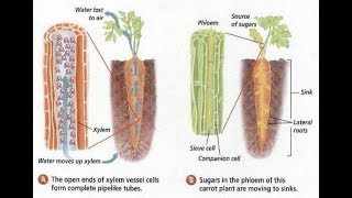 Xylem amp Phloem  Structure amp Arrangement Life Processes part 5 RooseTube Biology Series [upl. by Peria507]