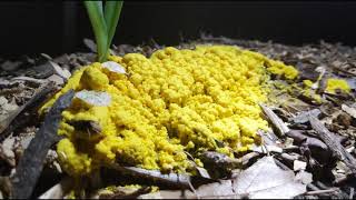 Fuligo septica slime mold time lapse [upl. by Snyder210]