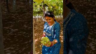 Grapes Harvesting 🍇 grape grapetree fruit harvesting relaxingmusic nature [upl. by Felix472]