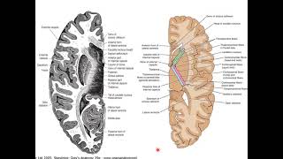 Anatomy of White matter amp Internal capsule Basic amp Clinical [upl. by Nara]