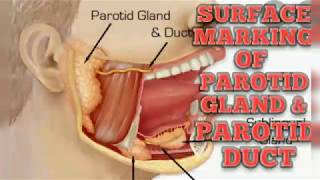 Surface Marking of Parotid Gland amp Parotid Duct Head amp Neck Region Anatomy [upl. by Nnahoj]