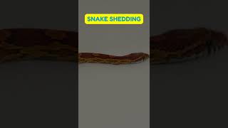 Understanding Snake Shedding Pet Theory Fun Facts and Care Insight [upl. by Lesh]