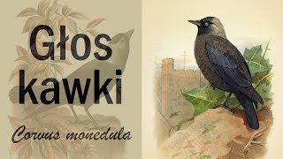 Głos kawki zwyczajnej Corvus monedula [upl. by Ikik]