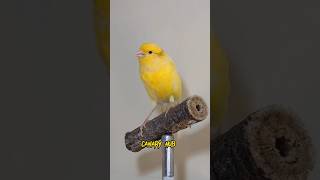 Yellow Canary bird [upl. by Ellenuahs]