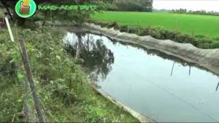 OrganicNatural Farming Azolla  Natural Feeds amp Green Fertilizer Part 2 [upl. by Leighton]