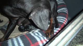 Hundegeburt  Zwergpinscher [upl. by Mairam]