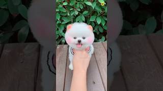 teacup dog price in India  Pomeranian puppies pomeranianpuppies shorts viral trending rajesh5g [upl. by Johppa]