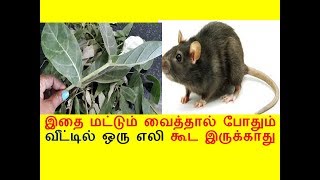 இதை மட்டும் வைத்தால் போதும் ஒரு எலி கூட வீட்டில் வராது ஓடிவிடும்  GET RID FROM HOUSE RAT  MOUSE [upl. by Ruddie458]