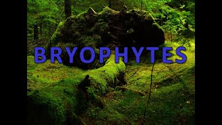 Bryophytes [upl. by Enined]