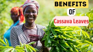 Benefits of Cassava Leaves [upl. by Odlanir687]