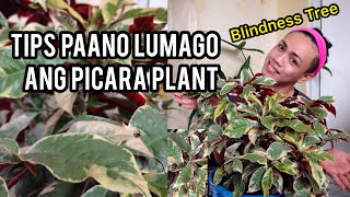 HOW I GROW MY PICARA PLANT  PAANO MAG ALAGA NG PICARA PLANT Excoecaria Cochinchinensis Picara [upl. by Aryahay]