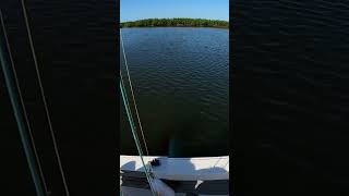 Tarpon almost jumps in our boat today tarpon tarponfishing fishing fish floridafishing shimano [upl. by Andrej759]