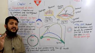 Gastrulation Development of chick  Fsc MDCAT urduhindi lecture  Ch19  Lecture10 [upl. by Zeralda]