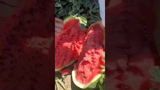 Seedless watermelon harvest agricultureshorts [upl. by Nawed905]