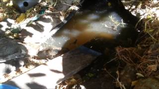 Catching Tadpoles and Native Western Australian Frog Pond Tips  Part 1 [upl. by Elletse]