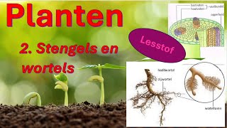 Planten 2 Stengels en wortels [upl. by Ahsel]