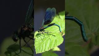 Dragonfly Insect Wings  The Dragonfly Life Cycle  Asia’s Weirdest  National Geographic shorts [upl. by Redleh]