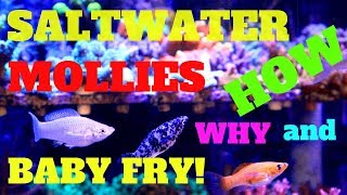 SALTWATER MOLLIES HOW WHY AND BABY FRY HOW TO ACCLIMATE FRESHWATER MOLLIES TO SALTWATER [upl. by Ahsitauq398]