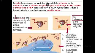 Cytologieبالعربية  5 Système endomembranaire  Part 2 Réticulum endoplasmique Granuleux REG [upl. by Euqinot]